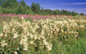 meadowsweet - medicinal properties