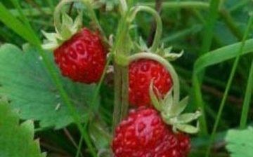 How to plant strawberries