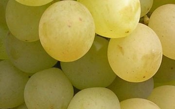 Hogyan lehet szőlőt szaporítani dugványokkal