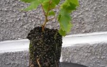How to propagate grapes by cuttings