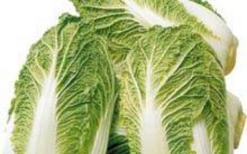caring for Chinese cabbage