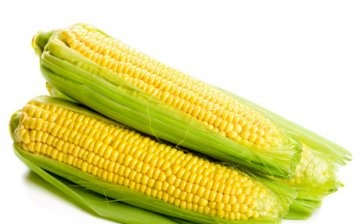kukorica termesztése az országban