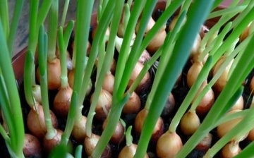 growing onions for feathers in greenhouses