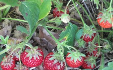cultivând căpșuni acasă