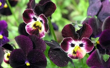 Uzgoj viole iz sjemena