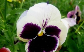 Pěstování violy ze semen