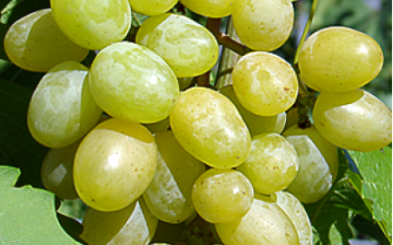 Ilya grapes
