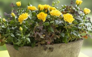 Rose care recommendations - watering and feeding