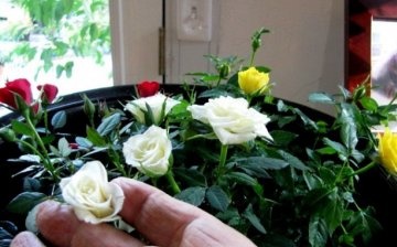 How and when to prune a rose?