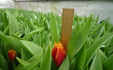 Forcing tulips Fabio