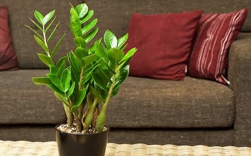 How to get rid of pests from a plant?