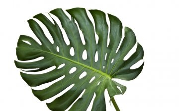 Leaf propagation: basic recommendations