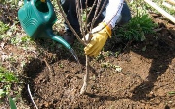 Planting a seedling