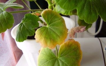 Possible problems when growing geraniums