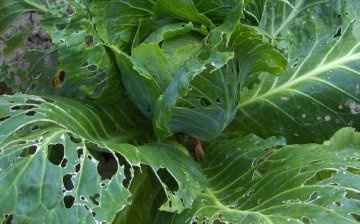 Diseases and pests of vegetables