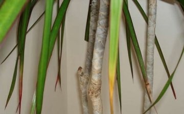 Dracaena leaves the tips of the leaves turn yellow