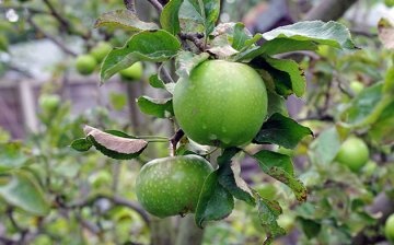 Rules for growing and caring for green apple varieties