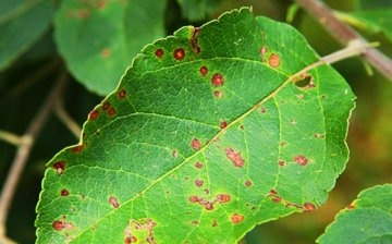 Diseases and pests
