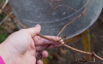 Beginner Tips: What You Need to Know About Pruning Grapes