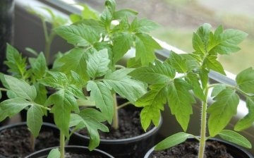 Tipy pro pěstování sazenic zeleniny