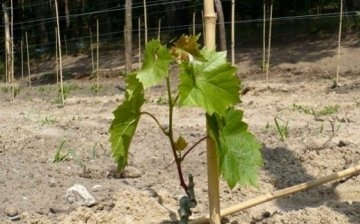 Caring for grapes after planting