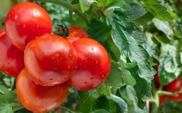 Best precursors for tomato