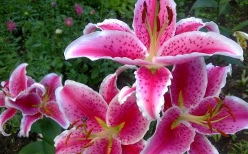 Lilies: description