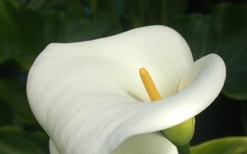 Requirements for room calla lilies