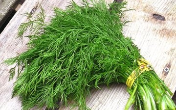 Dill on greens