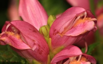 Helone: ​​descrieri și specii botanice