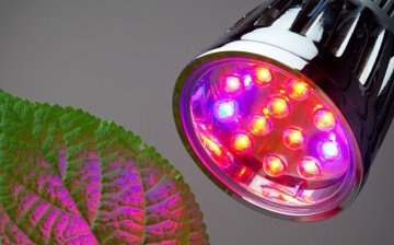 ضوء النبات LED