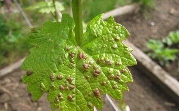 Diseases of early grape varieties and the fight against them