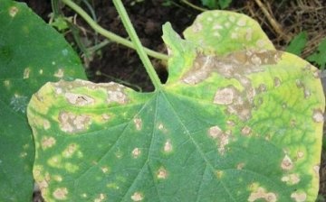 Diseases and pests of pumpkin