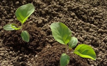 Eggplant seedling planting rules