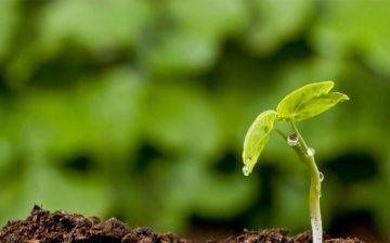 Principii și reguli ale agriculturii biodinamice