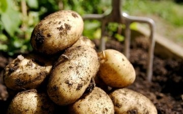 Features of growing potatoes