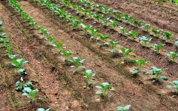 Plantarea semințelor de broccoli în aer liber