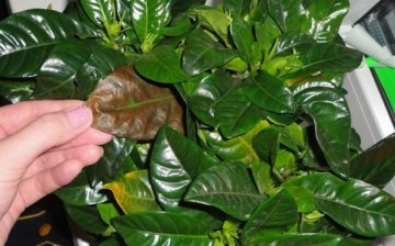 Factors interfering with the growth of gardenia