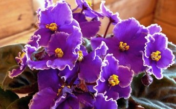 Unpretentious varieties of indoor violets