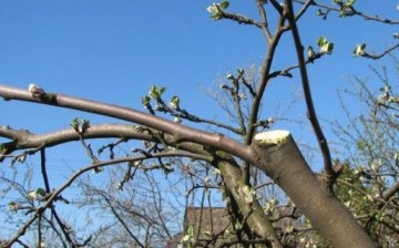 Pruning mature trees