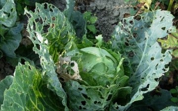 Cabbage pests and control