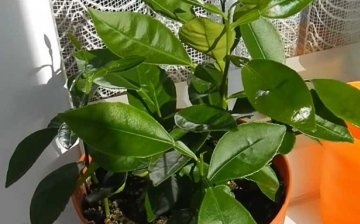 Secrets of caring for an adult plant