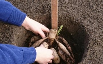 How tuberous are planted