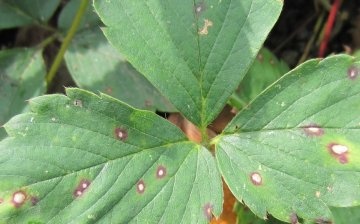 Diseases and pests: control and prevention
