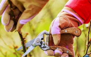 Pruning roses according to the rules and on time
