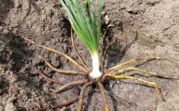 How to plant an Eremurus correctly