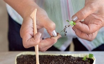 Pěstování jahod ze semen