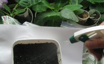 Sowing gloxinia seeds and caring for seedlings