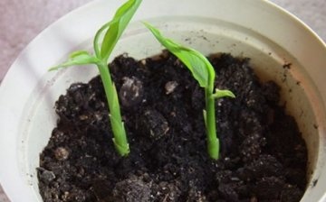 How to propagate a ginger plant
