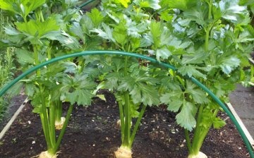 Care and storage of parsnips